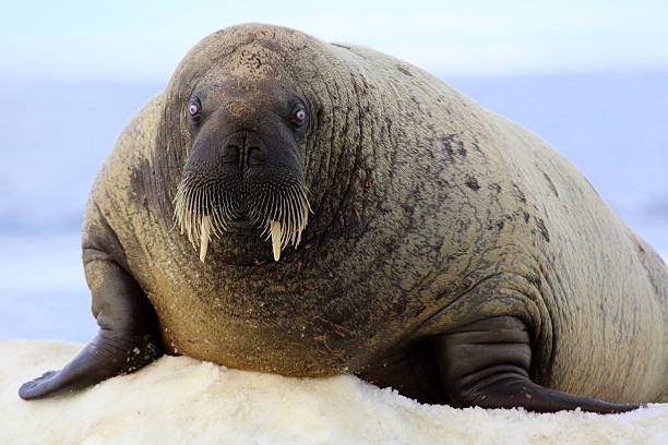 istock Walrus on ice floe in Canada 586070602