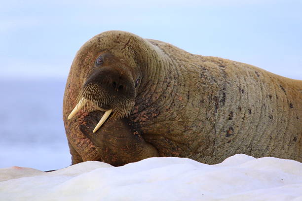 istock Walrus on ice floe in Canada 586070662