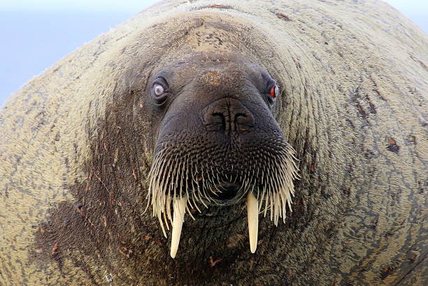 istock Walrus on ice floe in Canada 586070772