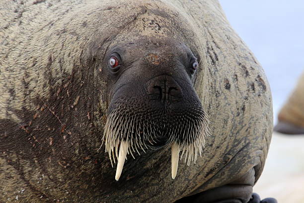 istock Walrus on ice floe in Canada 586070808