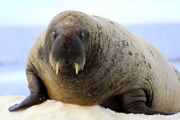 istock Walrus on ice floe in Canada 586071038