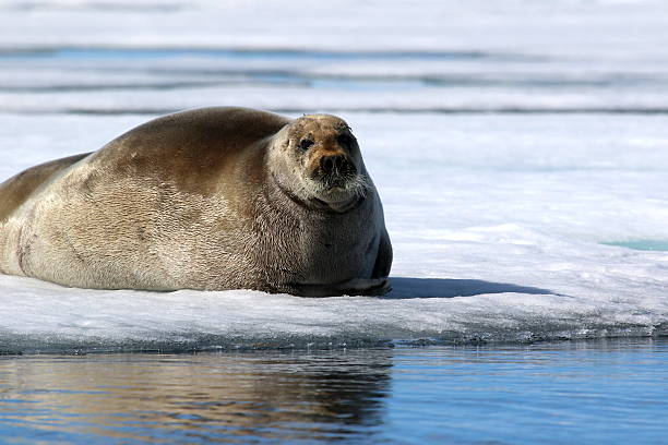 istock Walrus on ice floe in Canada 586071110