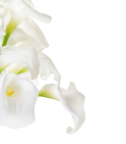 istock Bunch of Cala Lilies 586071256