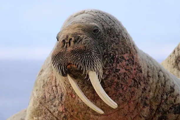 Photo of Walrus on ice floe in Canada