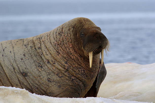 istock Walrus on ice floe in Canada 586071376