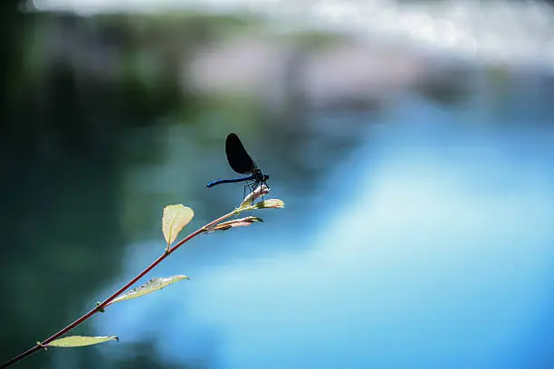 Photo of Blue dragonfly