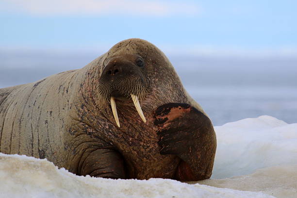 istock Walrus on ice floe in Canada 586071574