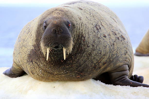 istock Walrus on ice floe in Canada 586071810