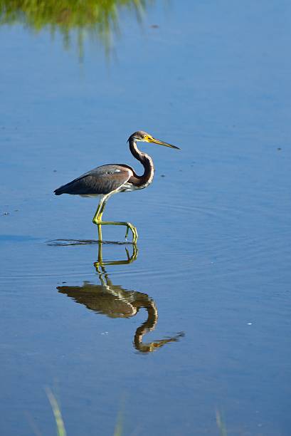 Tricolored Heron Reflection in the Sun A single Tricolored Heron, Egretta tricolor, walking into the morning sun at the Assateague Island National Seashore in Maryland with its reflection in the water almost as bright as the bird on a bright summer morning. tricolored heron stock pictures, royalty-free photos & images