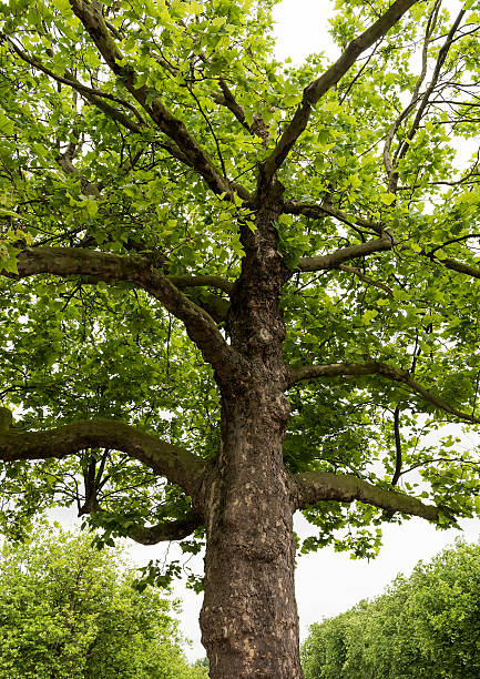 Low Rise Tree Trunk 550+ Single Tree Low Angle Stock Photos, Pictures & Royalty-Free Images ...