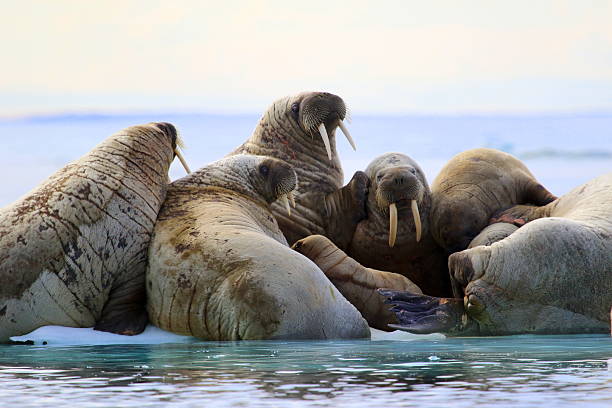 Herd of walruses on ice floe Herd on walruses on ice floe in Canada walrus photos stock pictures, royalty-free photos & images