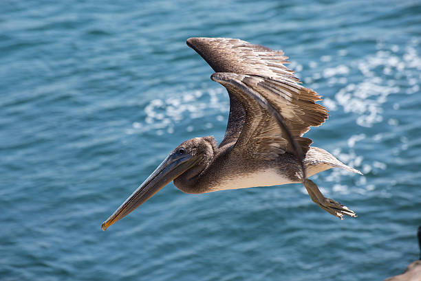 istock California Brown Pelican 586073168