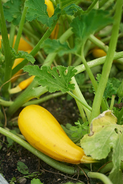 istock Food_Aubergine 586073308