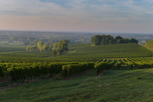 Vineyard Sunset Sunrise Bordeaux Vineyard France Europe