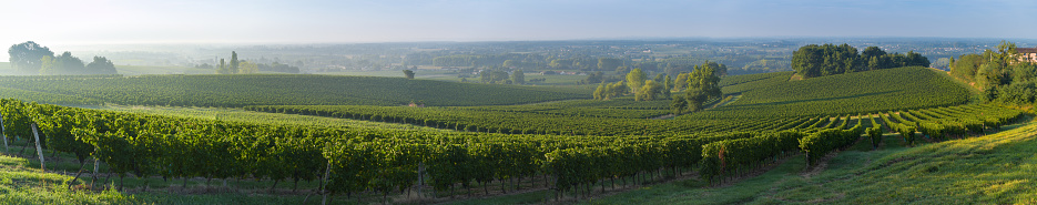 Vineyard Sunset Sunrise Bordeaux Vineyard France Europe