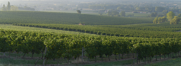 Vineyard Sunset Sunrise Bordeaux Vineyard France Europe