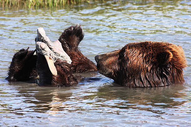 istock Grizzly Bear Ursus arctos Eating Carcass 586074092