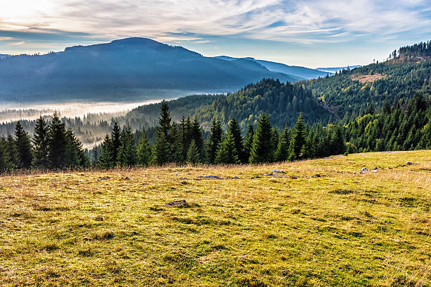 istock spruce forest in foggy Romanian mountains 586074146