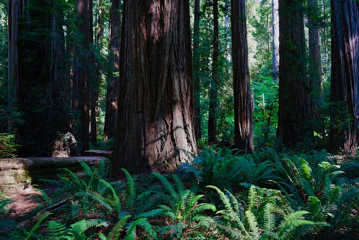 Northern California's Redwood National Park.