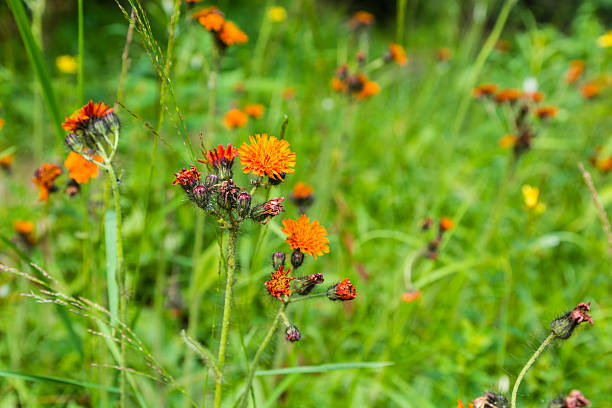 istock Hieracium, hawkweed, hierakion. 586074860