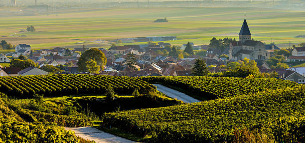 Champagne vineyards Sacy in Marne department, France Champagne vineyards Sacy in Marne department, Champagne-Ardennes, France, Europe ardennes department france stock pictures, royalty-free photos & images
