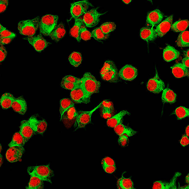 real fluorescencia microscópicos vista de células de neuroblastoma humano - stem cell human cell animal cell science fotografías e imágenes de stock