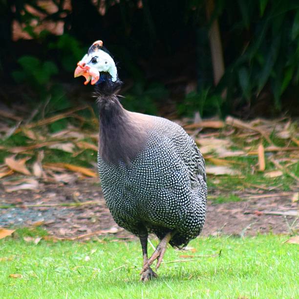 крупным планом милой птицы на открытом воздухе - male animal vertebrate one animal guinea fowl стоковые фото и изображения