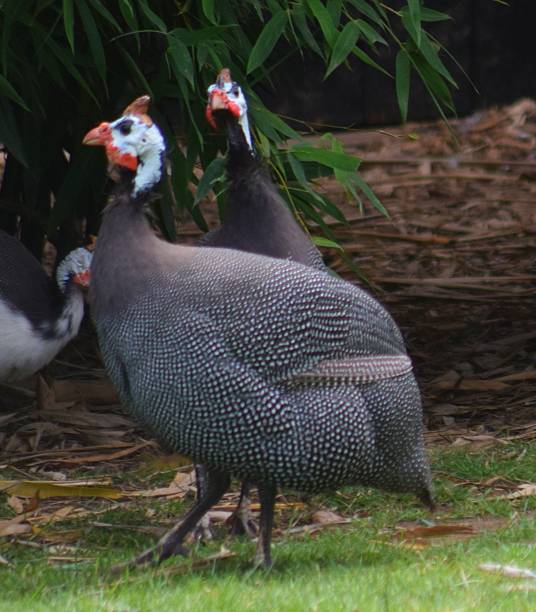 крупным планом милой птицы на открытом воздухе - male animal vertebrate one animal guinea fowl стоковые фото и изображения