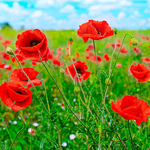 istock red poppies on green field 586076426