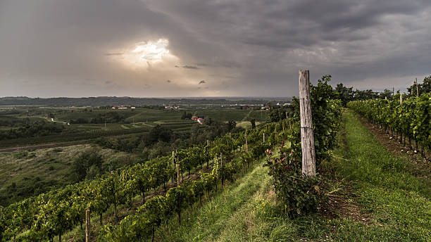 istock grapevine field in the italian countryside 586077102
