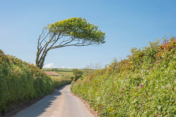 Leaning tree An isolated tree leans in the direction of the prevailing winds in the countryside of Devon England becomes quite a landmark grass shoulder stock pictures, royalty-free photos & images