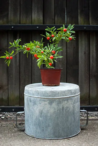 Flowerpot with coral nightshade (Solanum pseudocapsicum L.)