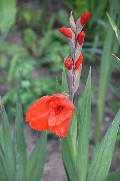 istock Colorful gladiolus in the garden 586079390