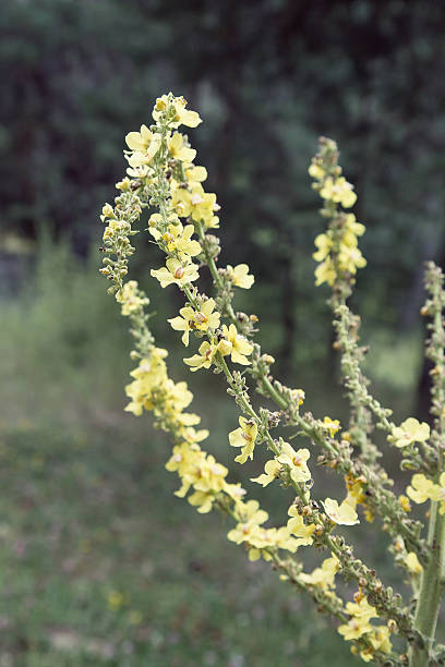 istock Little yellow meadow flowers, blurred background 586080796