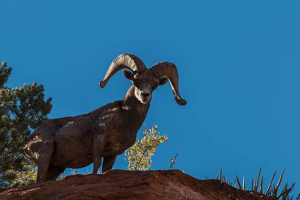 istock Desert Bighorn Sheep Ram 586081580