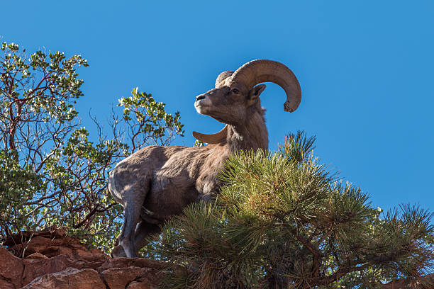istock Desert Bighorn Sheep Ram 586081850