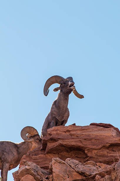 istock Desert Bighorn Sheep Rams in Rut 586082010