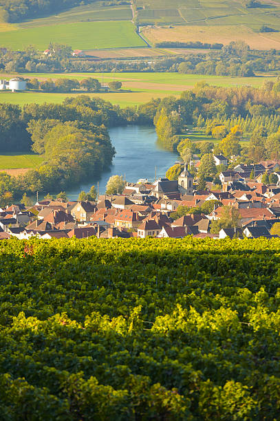 Champagne vineyards Villedomange in Marne department, France Champagne vineyards Villedomange in Marne department, Champagne-Ardennes, France, Europe champagne region photos stock pictures, royalty-free photos & images