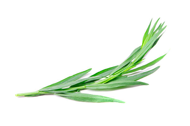 свежий зеленый эстрагон изолирован на белом фоне - tarragon twig plant herb стоковые фото и изображения