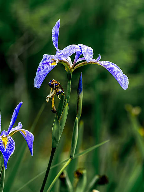 istock Iris Flower in the Swamp 1 586087628