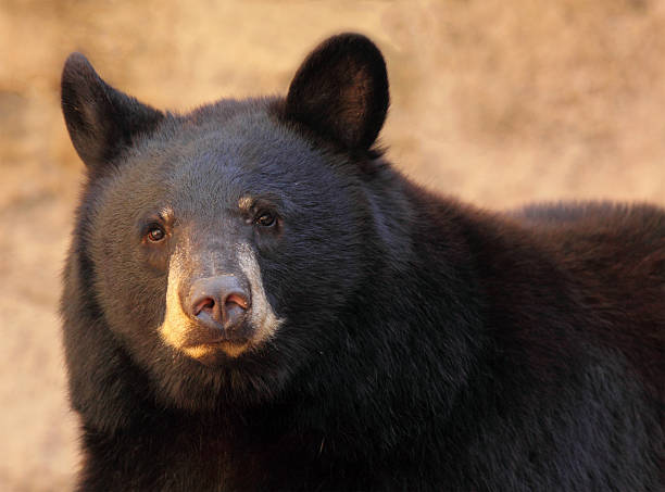 чёрный медведь портрет - arizona wildlife стоковые фото и изображения