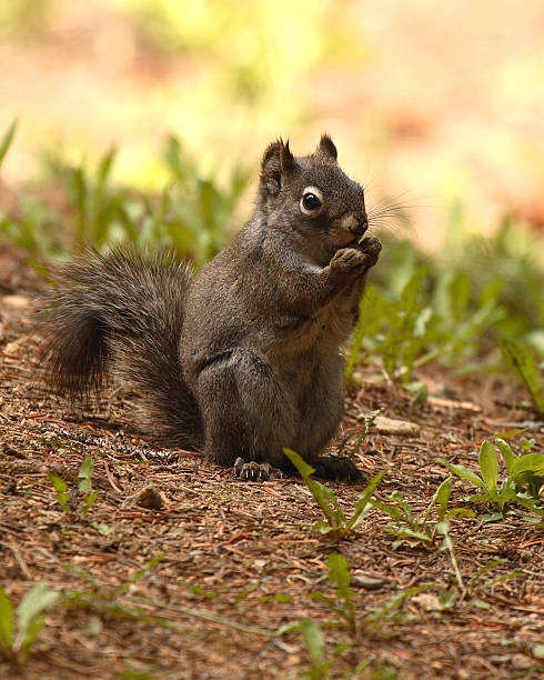 istock Abert's Squirrel Nibbling On Food 586089458