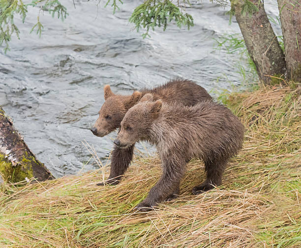 istock Grizzly or Brown bear cubs 586089660
