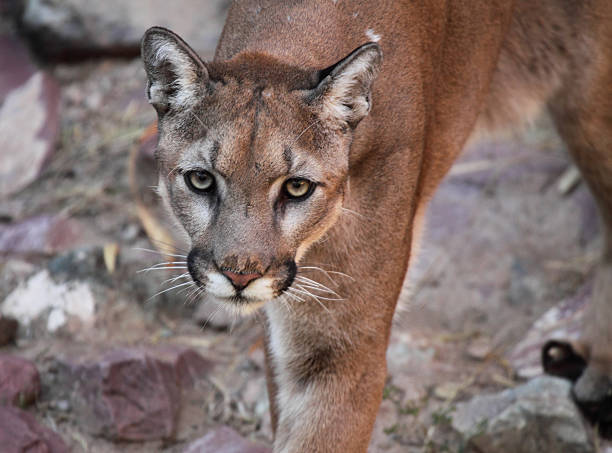 Puma Approaching - fotografia de stock