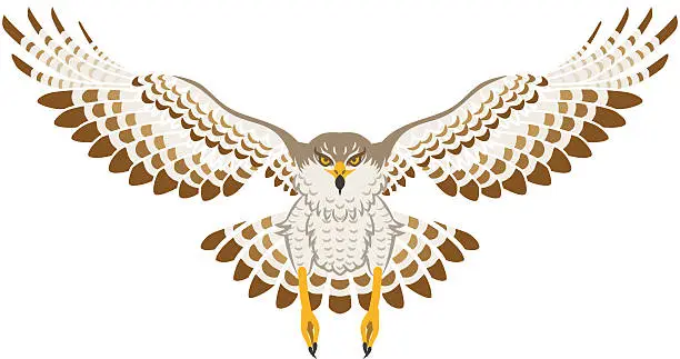 Vector illustration of Flying Hawk ,Front view, Isolated