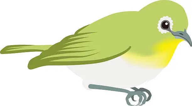 Vector illustration of Japanese White-eye ,Isolated