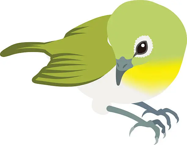 Vector illustration of Japanese White-eye ,Isolated