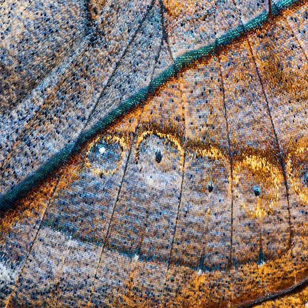 Texture from wing of oakleaf butterfly for background