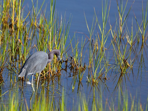 A Little Blue Heron, Egretta caerulea, hunting for breakfast at the Assateague Island National Seashore, Maryland as migration season begins and the waterfowl stop over for a quick bite on their way to Florida