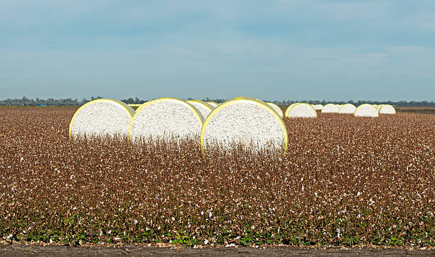 cotton bales stock photo